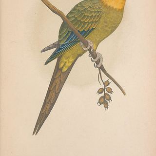 parrot